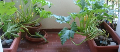 Zucchine in vaso: come lavorarle al meglio