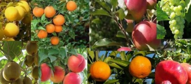 Da ottobre in vendita anche le piante da frutto