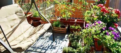 Che bello coltivare frutti di bosco in città