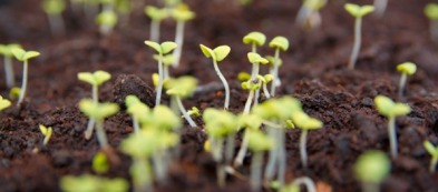 Marzo: preparate l'orto per l'arrivo della primavera