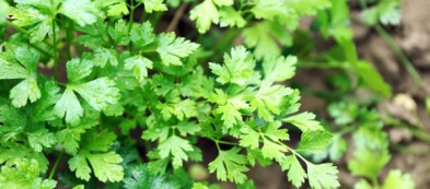 Il terreno dell'orto, tra indivia e piantine aromatiche