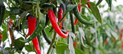 Peperoncino: 4 consigli per coltivarlo al meglio sul tuo balcone