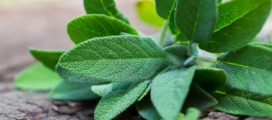 Salvia: tre ricette semplici e originali