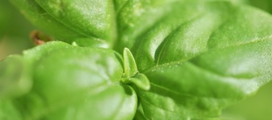 La banda dei basilici: tante varietà per il vostro orto