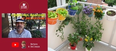 L'orto sul balcone di Piergiorgio:  video trapianto delle melanzane