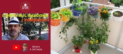 L'orto sul balcone di Piergiorgio: video trapianto dei pomodori