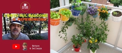 L'orto sul balcone di Piergiorgio:  video trapianto dei peperoncini
