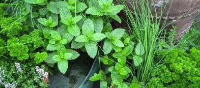 Erbe aromatiche: preziose e profumate in cucina!