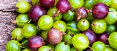 Uva spina: proprietà, ricette, potatura e coltivazione