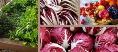 Cosa trapiantare nell'orto a novembre: i trapianti del mese