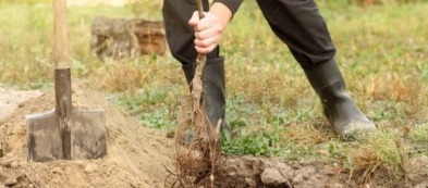 Cosa trapiantare nell'orto a dicembre: i trapianti del mese