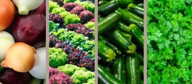 Cosa trapiantare nell'orto di gennaio