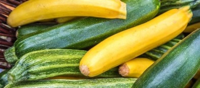 Zucchino d'oro o Zecchino d'oro?
