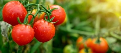 Piantare pomodori nell'orto e in vaso, tutti i trucchi di Piantine da Orto
