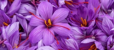 Coltivare zafferano: il tesoro della natura