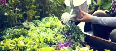 Cosa trapiantare nell'orto a luglio: scopri i trapianti del mese