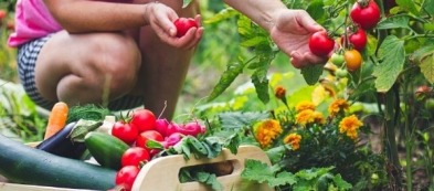 Cosa fare e cosa trapiantare nell'orto ad agosto