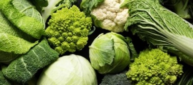 Cosa trapiantare nell'orto a settembre: ecco i trapianti da non perdere