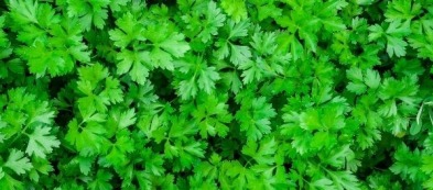 Le magiche proprietà del prezzemolo, molto più che un'erba aromatica