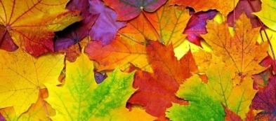 Cosa fare nell'orto a ottobre: scopri i lavori del mese