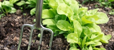 Cosa trapiantare nell'orto in autunno: scopri i nostri consigli