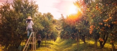 Piantare alberi da frutto, la guida definitiva