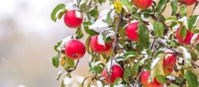 Cosa fare nell'orto a dicembre: ecco i lavori del mese