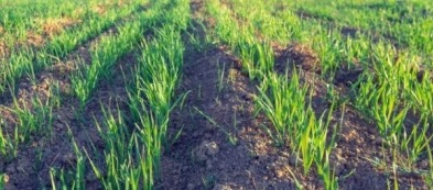 Cosa trapiantare nell'orto a dicembre: scopri i pochi trapianti del mese