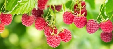 Coltivare lamponi: alla scoperta del frutto più colorato e buono che ci sia