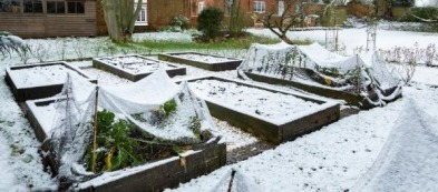 Cosa fare e trapiantare nell'orto a gennaio