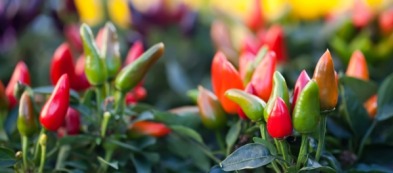 Trapiantare a fine maggio: ecco perché le nostre piantine arrivano già alte