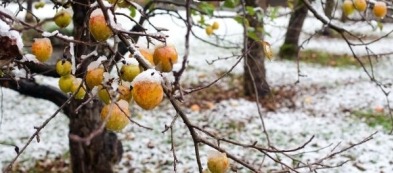 Come proteggere gli alberi da frutto durante l'inverno: consigli per le basse temperature