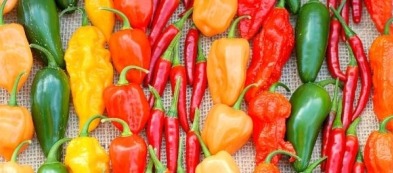 Il mio orto va a fuoco: sono i peperoncini più piccanti al mondo