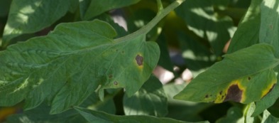 Peronospera nell'orto: come riconoscerla e combatterla