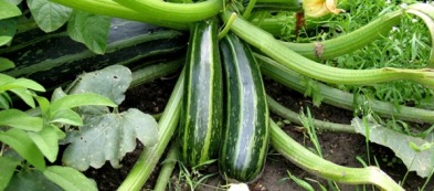 Come raccogliere le zucchine