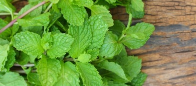 Coltivare la menta: Piperita, Spicata o Valdostana?