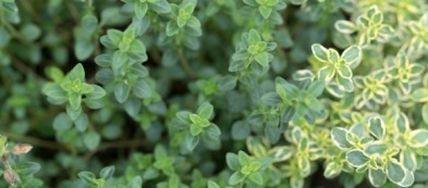 Coltivare il timo in casa: tre nuove varietà e il loro uso in cucina