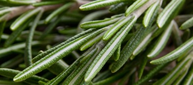 Coltivare il rosmarino in casa