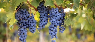 Coltivare piante di vite in vaso