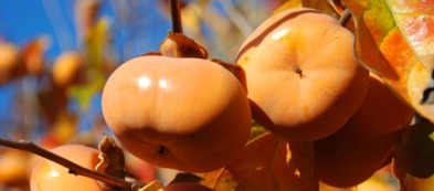 Il caco, pianta da frutto e cibo degli dèi: utilizzi e curiosità