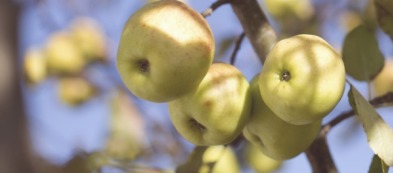 Piante da frutto: come coltivarle in casa