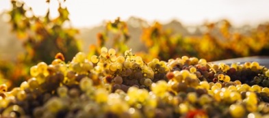 Raccoglitore d'ottobre: cosa coltivare nell'orto