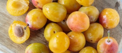 Coltivare il susino antico: Amolo di francia e Mirabelle de Nancy