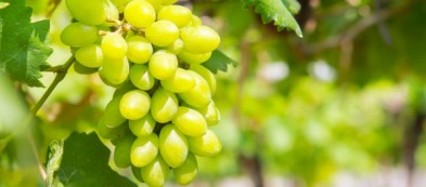 Vite pizzutello: come coltivarla nel proprio vigneto