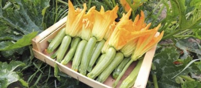 Come cucinare le zucchine: utilizzare anche foglie e gambi