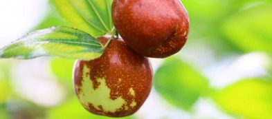 Come coltivare il giuggiolo in casa: una mini guida